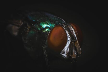 Super macro shot detail of a fly faceの写真素材