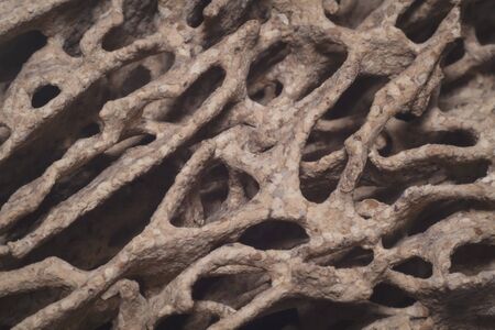Macro shot holes and tunnels inside the damaged timber created by termitesの写真素材