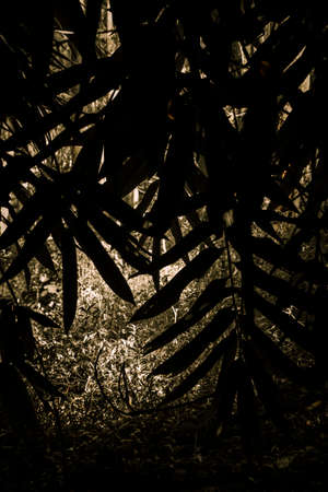 The silhouetted the bamboo plants leave in a dark view