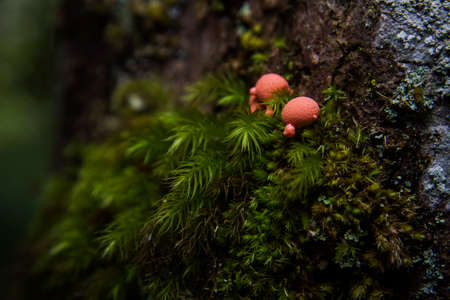 Macro shots some orange tree mushroom in between green mosses on the tree trunk