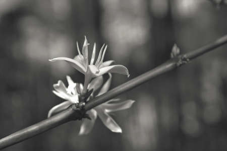 Close-up coffee beans flowers on the tree in black and white pictureの写真素材