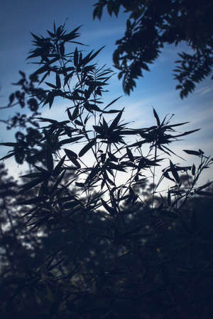 The silhouetted natural beauty of the bamboo plants in a dark viewの写真素材