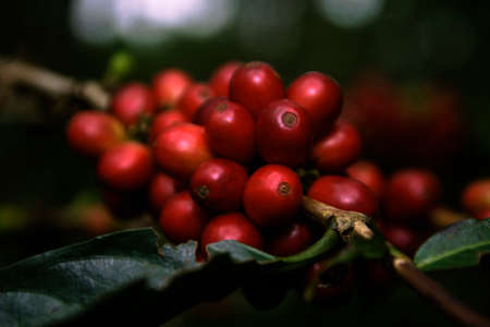 Close-up natural red coffee beans fruit on the treeの写真素材