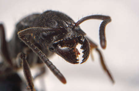 Macro shots close-up a black ant headの写真素材