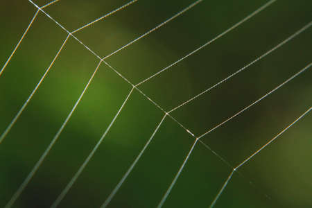 Macro shots spider web close-up imageの写真素材