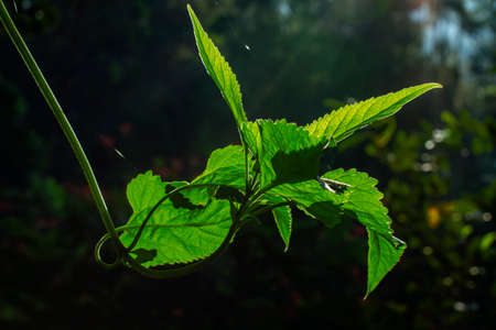 The illumination green plant's leaves close-up shotsの写真素材