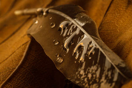 Macro shot water droplets wet bird feather on the top of dry leaf