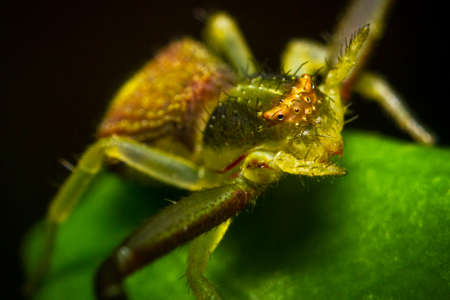 Close up crab spider in the position hunting and waiting for the preyの写真素材