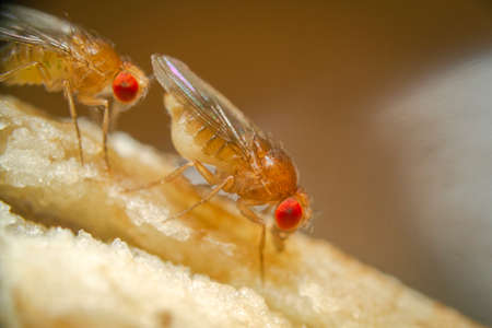 Super macro shot tiny fruit flies on the top of a bananaの写真素材