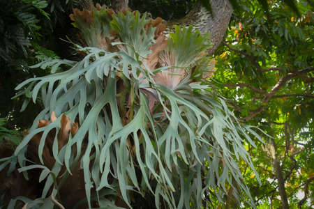 Staghorn Ferns or Elkhorn Ferns, Platycerium bifurcatumの写真素材