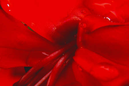 Macro shot bright red flower close-up pictureの写真素材