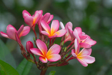 Close-up shots of beautiful frangipani flowers on the top of the treeの写真素材