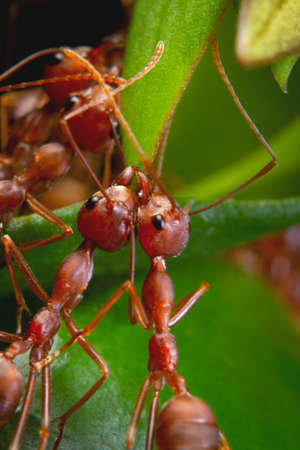 Green tree ants or weaver ants weave together leaves to form their nesting cavitiesの写真素材