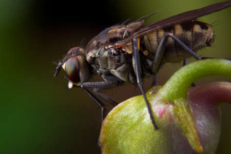 Macro shots a fly resting on the flower budの写真素材
