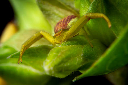 A crab spider waiting for the prey on flower budの写真素材