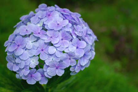 Beautiful purple hydrangea macrophylla flowersの写真素材