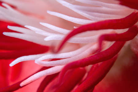 Red passion flower, passiflora racemosa extreme close-up pictureの写真素材