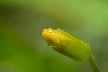 Macro shot bright yellow tiny flower bud close-up picture