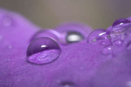 Macro photo droplets water on a flower petalの写真素材
