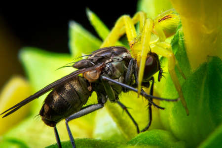 A crab spider with the prey twice bigger compared with his bodyの写真素材