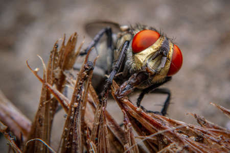 Macro shots a fly resting on the rotten fish gillsの写真素材