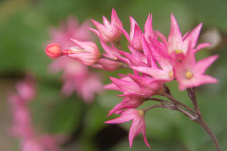 Macro shot bright pink flower close-up pictureの写真素材