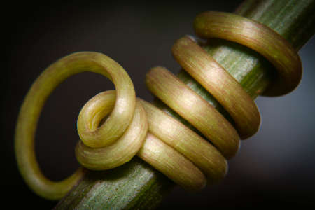 Macro shot red passion plant climbing parts tendril, red passion tendrilの写真素材