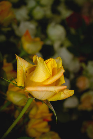 Beautiful bright yellow single roses close-up pictureの写真素材