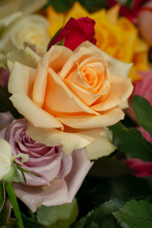 Beautiful orange white roses close-up pictureの写真素材