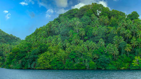 Advertising, Travel, Vacation and Holiday Concept - Lots of coconut tree in the beautiful paradiseの写真素材