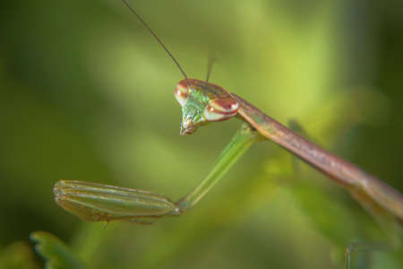 Macro Shots Praying Mantis (Juvenile) Close-up Imageの写真素材
