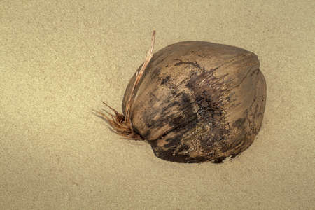 Advertising, travel, vacation and holiday concept - an old coconut washed on the beachの写真素材