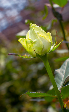 A yellow-white single rose close-up pictureの写真素材