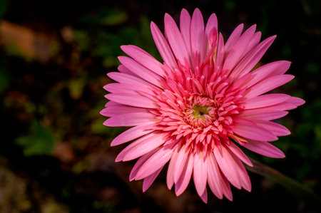 Bright pink gerbera daisy flower close-up pictureの写真素材