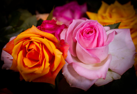 Beautiful pink orange roses close-up pictureの写真素材