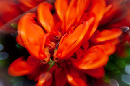 Beautiful bright red mucuna bennettii flowersの写真素材