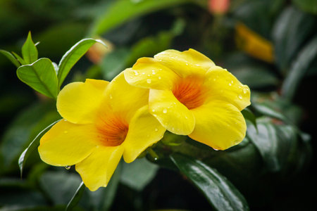 Macro shot beautiful two bright yellow-red flowers close-upの写真素材