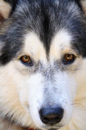 close up malamute snout with brown eyes