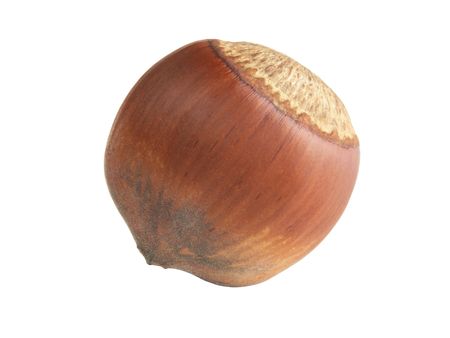 big ripe hazelnut isolated over white backgroundの写真素材