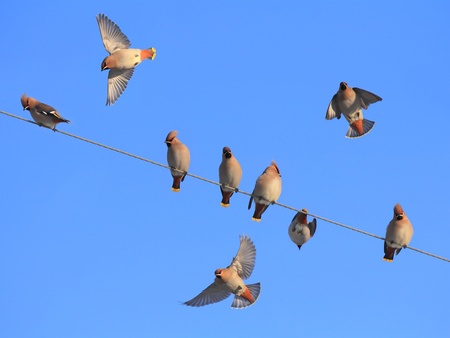 nine waxwings are sit on wire and flying around. The birds are isolated over blue sky.の写真素材