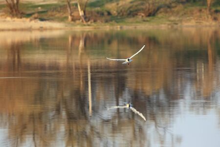 Flying Black-headed gull with spread wings above lake. There is a reflection of the gull on water...