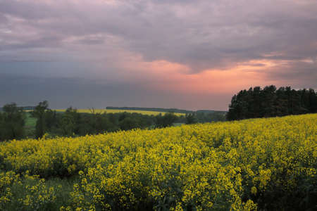 yellow fields of colza on hills under pink-gray skyの写真素材