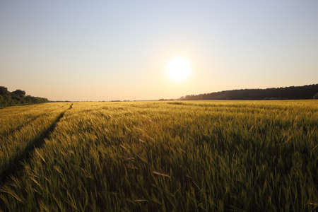 Field of unripe cereal illuminated by the sun in the clear sky ..の写真素材