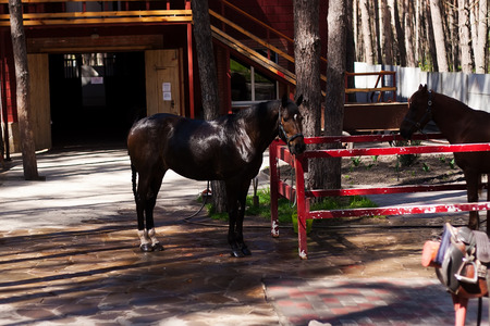 Brown stallion Portrait of a sports brown horse Riding Thoroughbred. Beautifulの写真素材