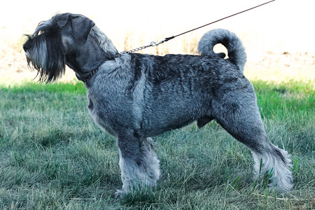 standard schnauzer in front of white background summerの写真素材