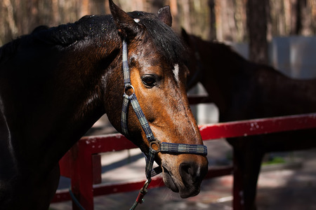 Brown stallion Portrait of a sports brown horse Riding Thoroughbred. Beautifulの写真素材