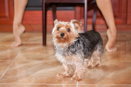 Beautiful Young Woman with holding small dog kitchenの写真素材