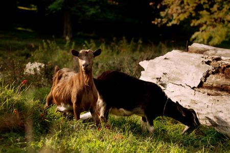 Closeup portrait of a two goats, outside in a courtyard grazing