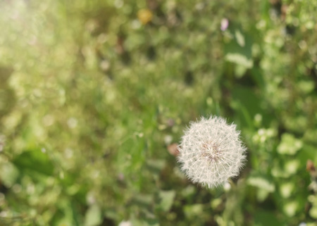 Vintage like processing Goat's Beard seed headの写真素材
