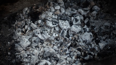 in a pine forest fire burning branches and trees macro shooting fire